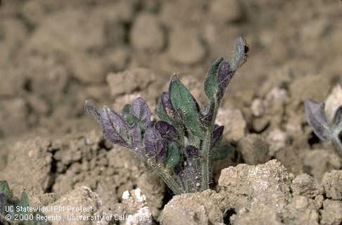 Seedling damaged by mineral deficiency.