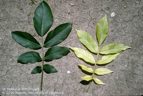 Foliage damaged by mineral deficiency.