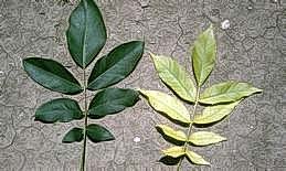 Healthy (left) and iron-deficient leaves