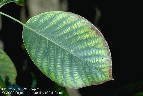 Foliage damage caused by zinc deficiency.