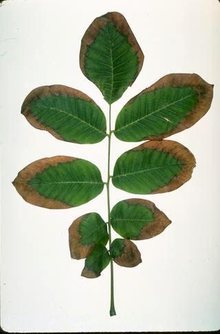 Foliage damaged by mineral or salt toxicity.