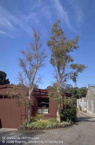 Dieback of Melaleuca Myrtaceae trees from iron deficiency in alkaline soil.