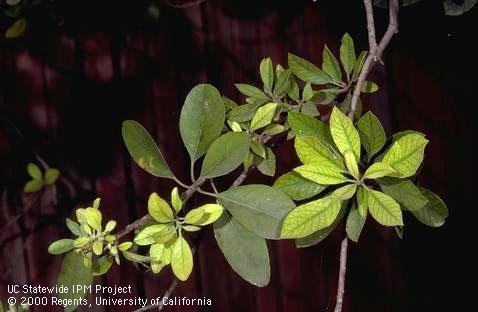 Foliage damaged by iron deficiency.