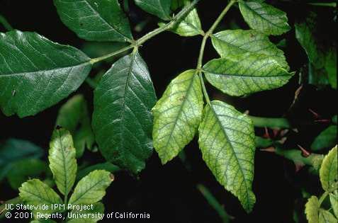 Healthy rose leaf (left) next to leaves with symptoms of iron deficiency.