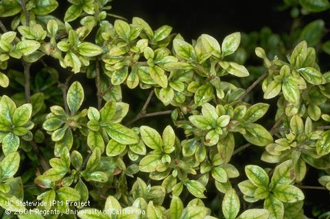 Damaged leaves due to nitrogen and iron deficiency.