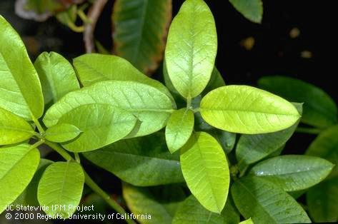 Damaged leaves due to nitrogen and iron deficiency.