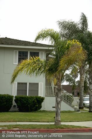 Frond damage from potassium deficiency.