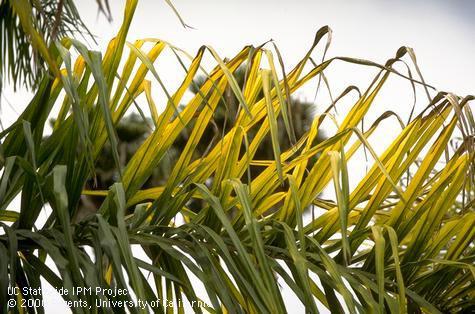 Frond damage from potassium deficiency.