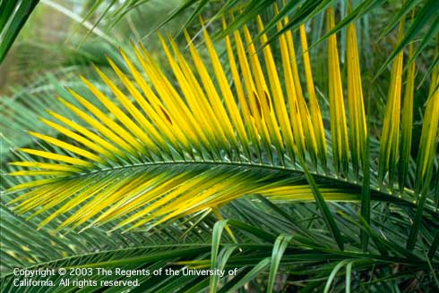 Magnesium deficiency symptoms in Senegal date palm, <i>Phoenix reclinata.</i>.