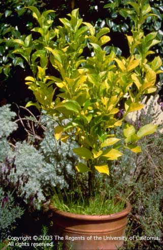 Chlorotic, undersized leaves of citrus especially pronouned in older leaves due to nitrogen deficiency.