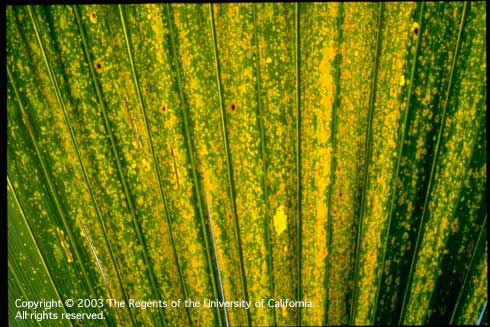 Yellow stippling on older leaves of queen palm, <i>Arecastrum romanzoffianum,</i> due to a potassium deficiency.