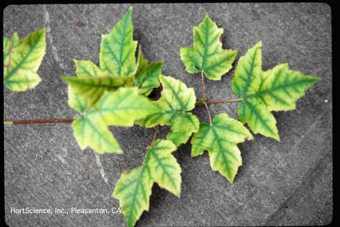 Interveinal chlorosis on leaves of red maple, <i>Acer rubrum,</i> due to manganese deficiency.