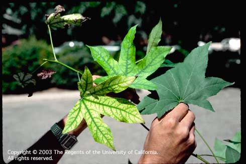 Interveinal chlorosis on younger leaves of sweetgum, <i>Liquidambar styraciflua,</i> due to iron deficiency and an older leaf (right) with a healthy appearance.