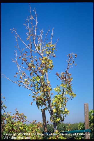 Premature leaf drop and dieback of twigs and terminal leaves in a young sweetgum, <i>Liquidambar styraciflua,</i> due to a severe iron deficiency.