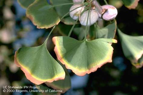 Foliage damaged by mineral or salt toxicity.