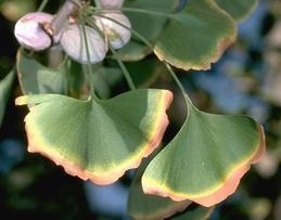 Chlorotic and necrotic leaf margins on maidenhair tree due to salt toxicity.