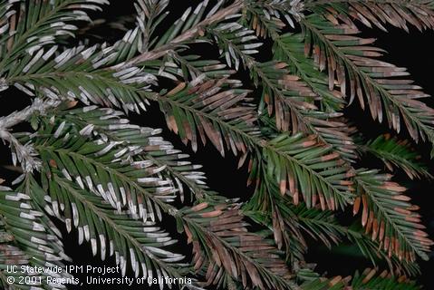 Foliage damaged by mineral or salt toxicity.