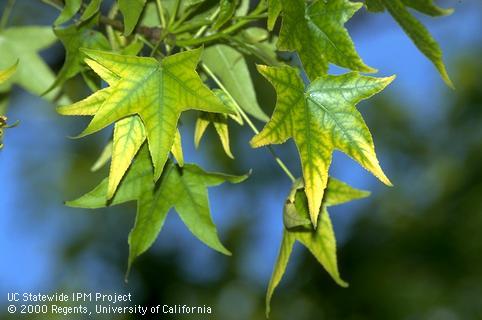 Sweet gum with chlorosis from iron deficiency caused by soil that is alkaline and waterlogged.