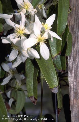 Evergreen clematis with necrosis of leaf tips from salty irrigation water.