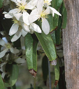 Dieback of clematis leaf tips caused by salty irrigation water.