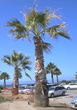 Necrotic (brown) frond tips in palms exposed to salty air from the ocean.