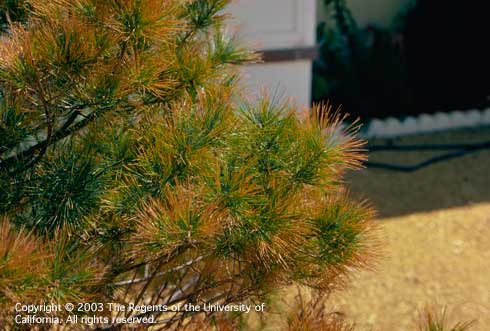 Foliar-applied salts (sodium) caused these pine needles to turn yellow and red-brown; discoloration begins near the tip of needles and spreads downward.