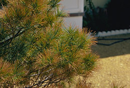 Salt toxicity in conifers presents first in the tips of needles then spreads downwards as in this pine.