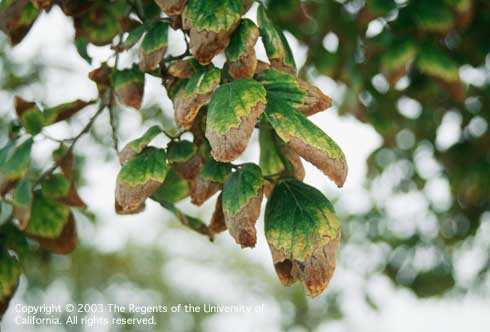 Reduced leaf size and chlorotic and necrotic foliage with damage especially severe along the leaf margins and tips of European hackberry, <i>Celtis australis,</i> exposed to excess chloride.