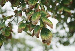 Undersized hackberry leaves with marginal chlorosis and necrosis due to excess chloride.