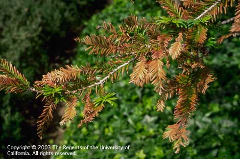 Brown, dead needles especially on older foliage of a coast redwood, <i>Sequoia sempervirens,</i> due to root exposure to excess boron in irrigation water.