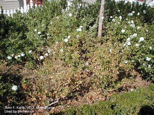 Leaf necrosis on the 'Iceberg' rose variety caused by excessive salinity and boron.