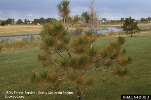 Reddish pine needles due to root injury from road deicing salts applied during winter.