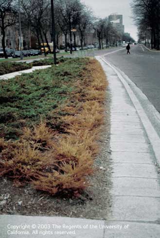 Red-brown conifer needles from foliar-applied salts (sodium). Only the portion of this conifer groundcover closest to the road is damaged; symptomatic foliage is repeatedly wetted by road deicing salt splashed by passing vehicles.