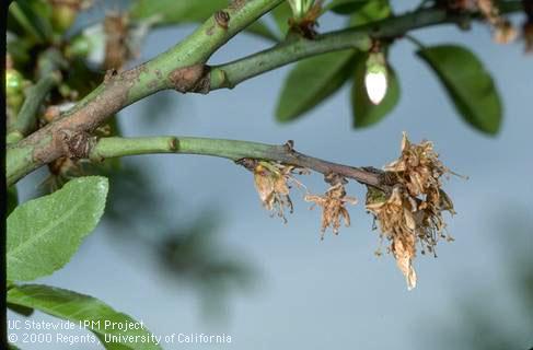 Almond blossoms and shoot killed by brown rot, <i>Monilinia laxa</i>.