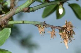 Blossoms and shoot killed by brown rot.