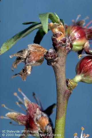 Blossom damaged by brown rot blossom and twig blight.