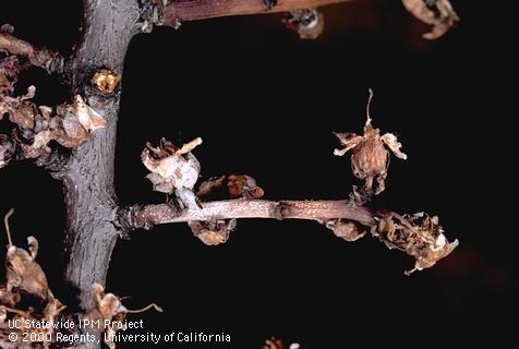 Blossom damaged by brown rot.