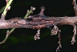 Brown rot canker at the base of blossoms killed by the fungus.