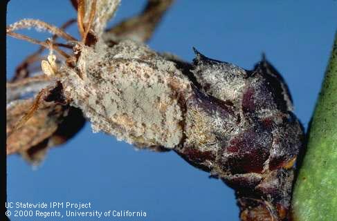 Gray and tan masses of spores of brown rot, <i>Monilinia laxa</i>.