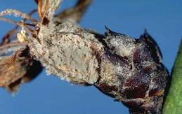 Gray and tan masses of brown rot spores.