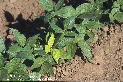 Foliage damaged by charcoal rot.