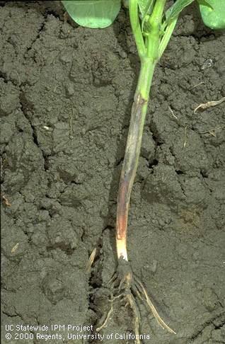 Stem damaged by charcoal rot and Rhizoctonia.