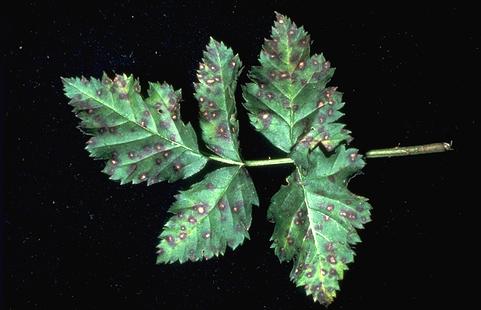 Lesions with purplish margins on blackberry leaf are symptoms of leaf spot caused by <i>Mycosphaerella rubi</i>.