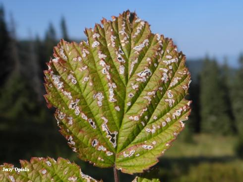 Caneberry leaf with tan spots with purplish margins due to Septoria leaf spot, <i>Mycosphaerella</i> (=<i>Septoria</i>) <i>rubi</i>.