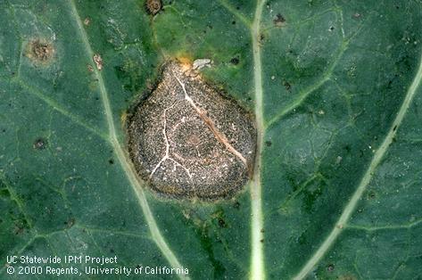 Foliage damaged by ringspot.