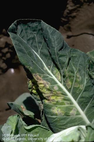 Foliage damaged by ringspot.