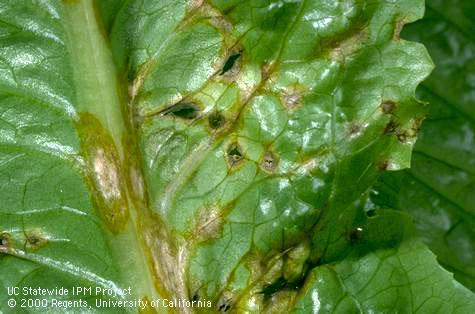 Foliage damaged by anthracnose, shothole.