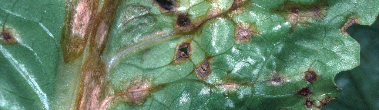 Anthracnose causes water-soaked spots on the underside of the midrib.
