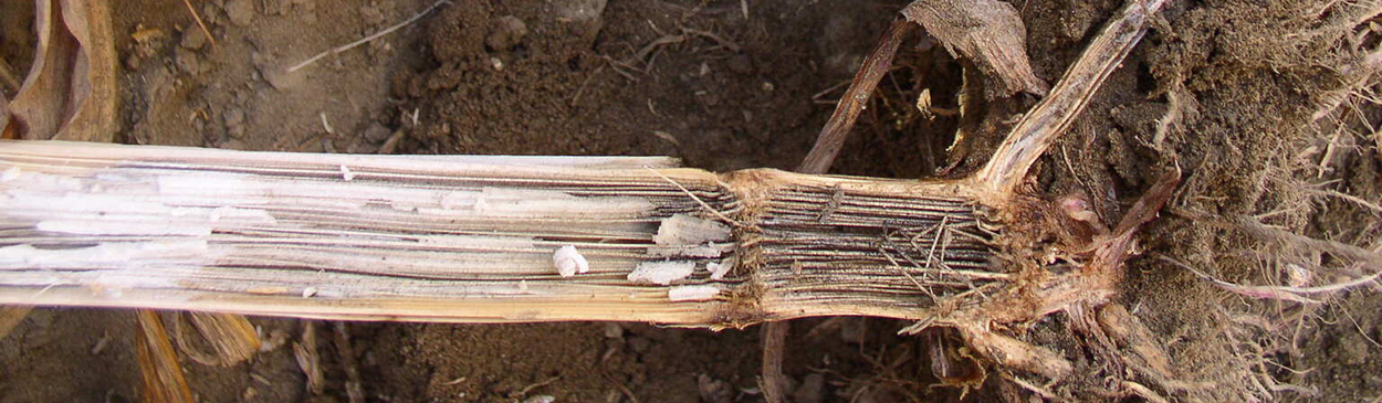 Decayed, rotted pith and stringy vascular strands in the stalks of corn plants with charcoal rot, <i>Macrophomina phaseolina</i>.