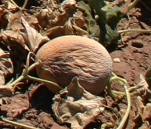 Canopies with vine decline caused by <i>Monosporascus cannonballus</i> eventually collapse leaving fruit exposed to sun scalding.